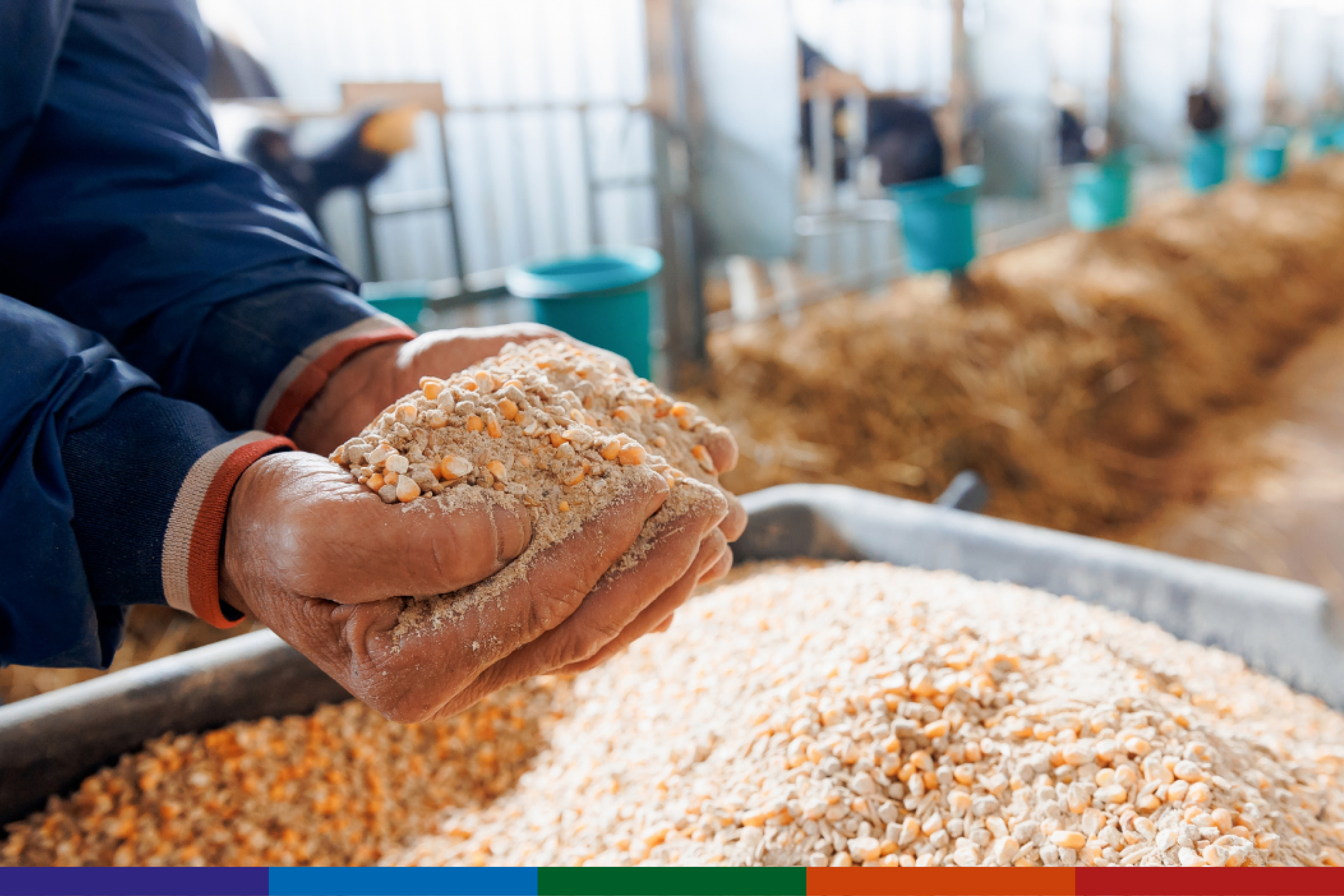 Person holding grains